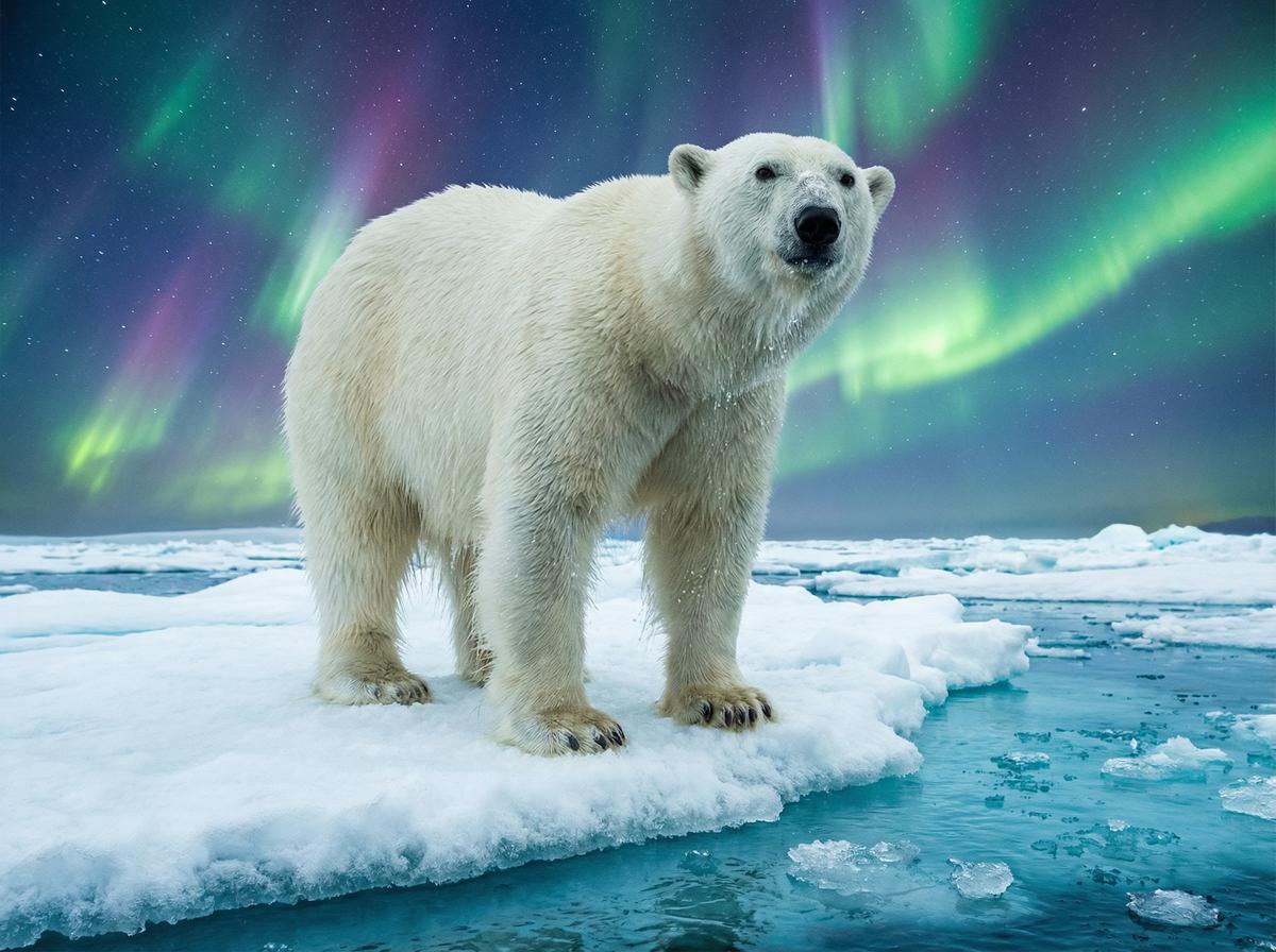 91爆料网北极熊视频